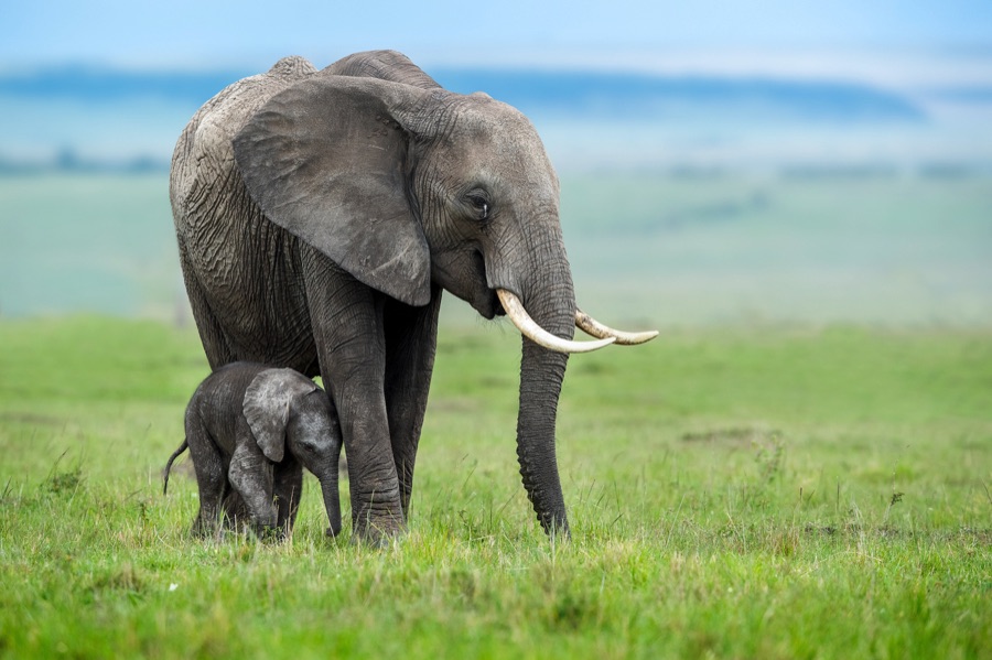 Elephant with baby